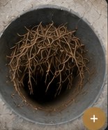Canalisation percée par des racines